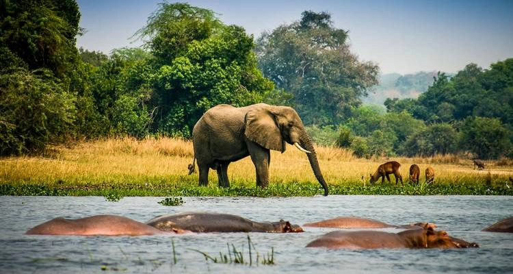 Uganda Safari Itinerary with Nextgen Safaris