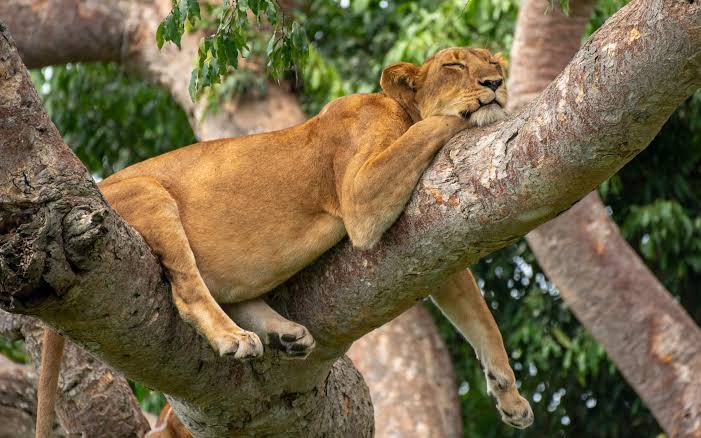 Essential Uganda Safari Tips for Travelers