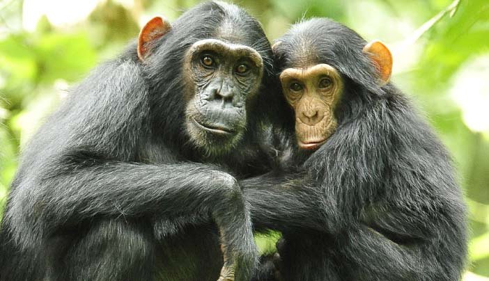 Ultimate Kibale National Park Guide