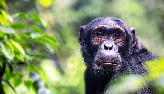 Kibale National Park Travel Guide