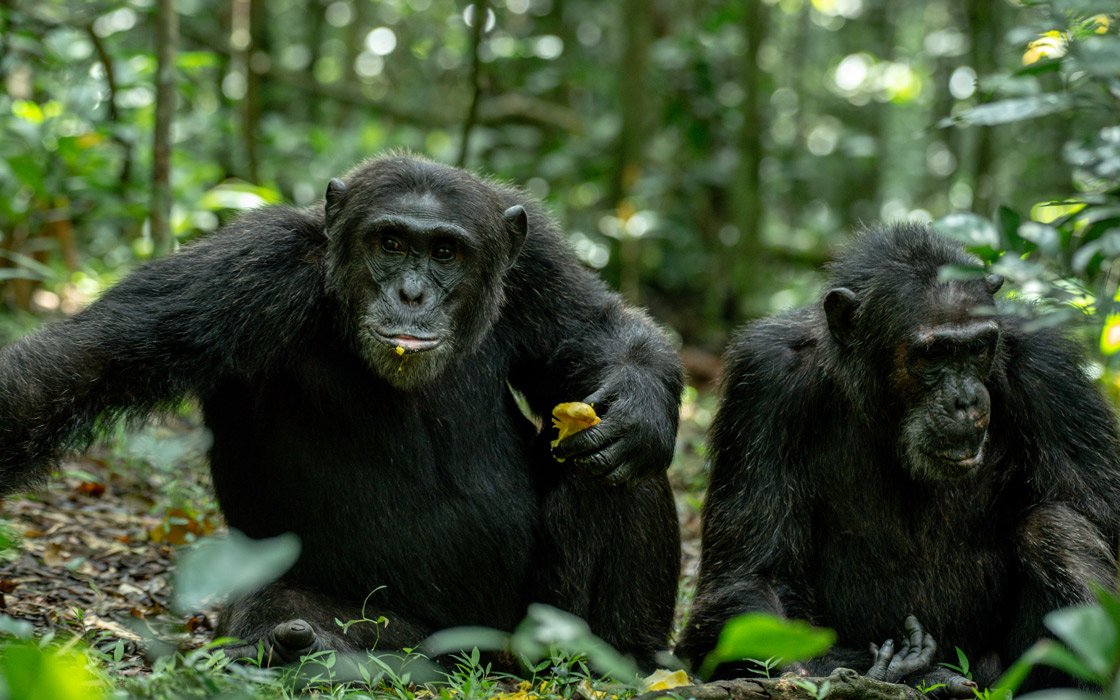 Ultimate Kibale National Park Guide