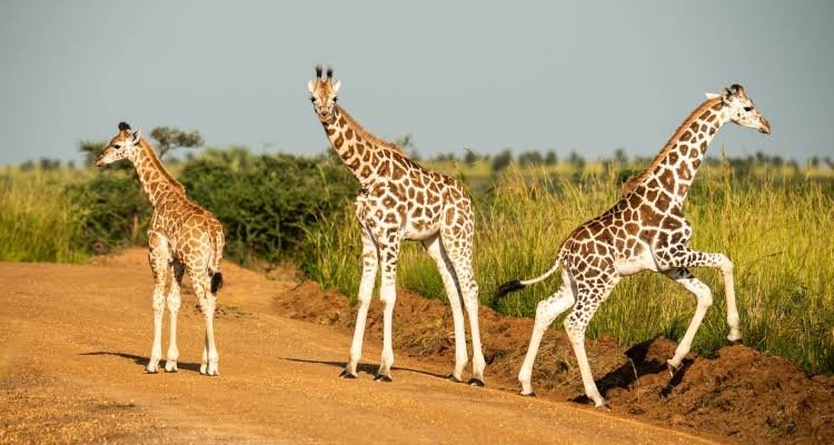 Ultimate Uganda Wildlife Safari Experience