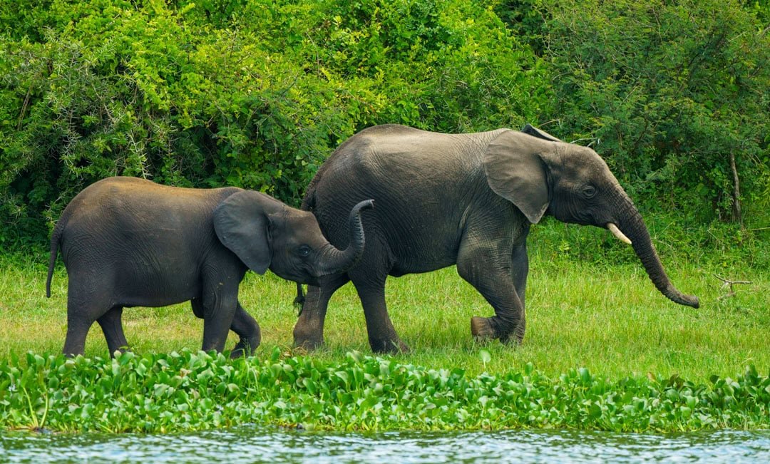 Ultimate Uganda Wildlife Safari