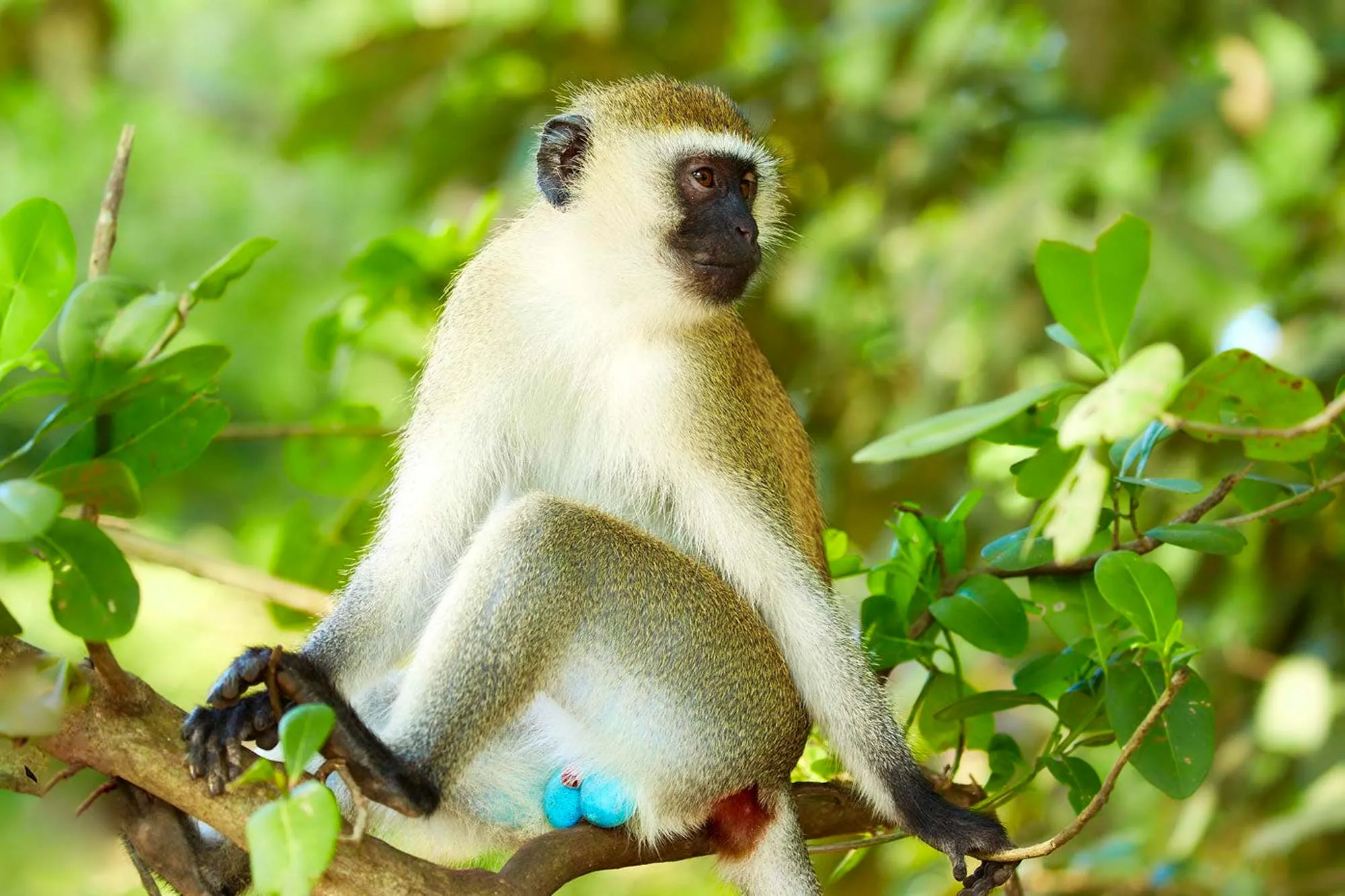Vervet monkeys are among Uganda’s most adaptable primates and can be found in various environments,
