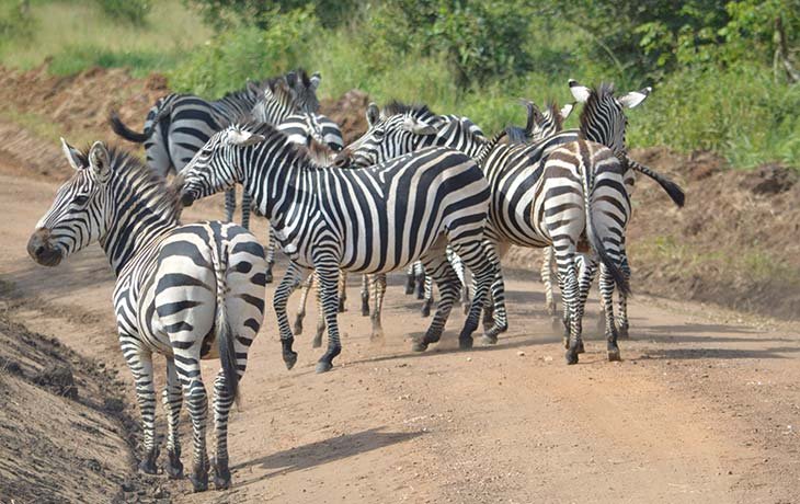 Zebras are among the animals most strongly associated with the Uganda Walking Safari experience in Lake Mburo. UWA identifies the park as one of Uganda’s 