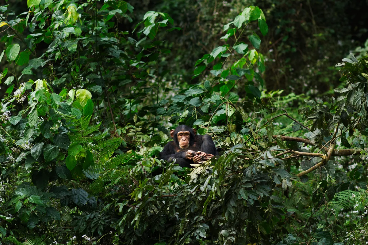 Chimpanzees are naturally found across the tropical forests of Africa, particularly in countries within Central and West Africa. Their range stretches across countries such a