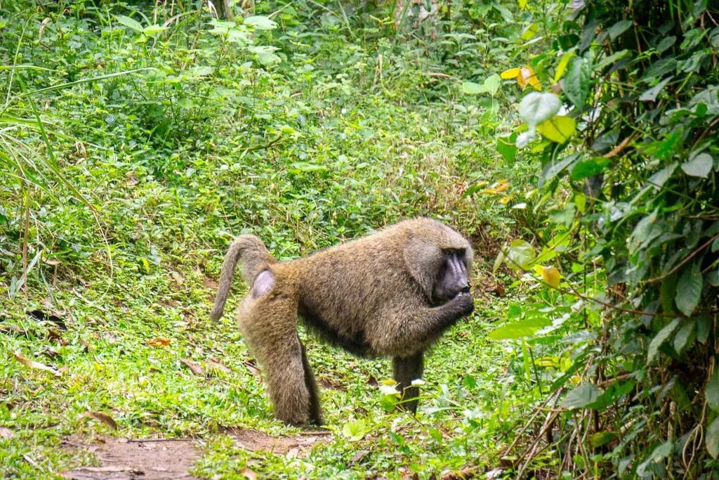 The uniqueness of the Bigodi Wetland Walk