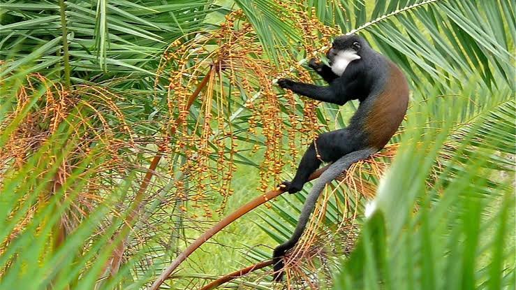 Wildlife Found During the Bigodi Wetland Walk