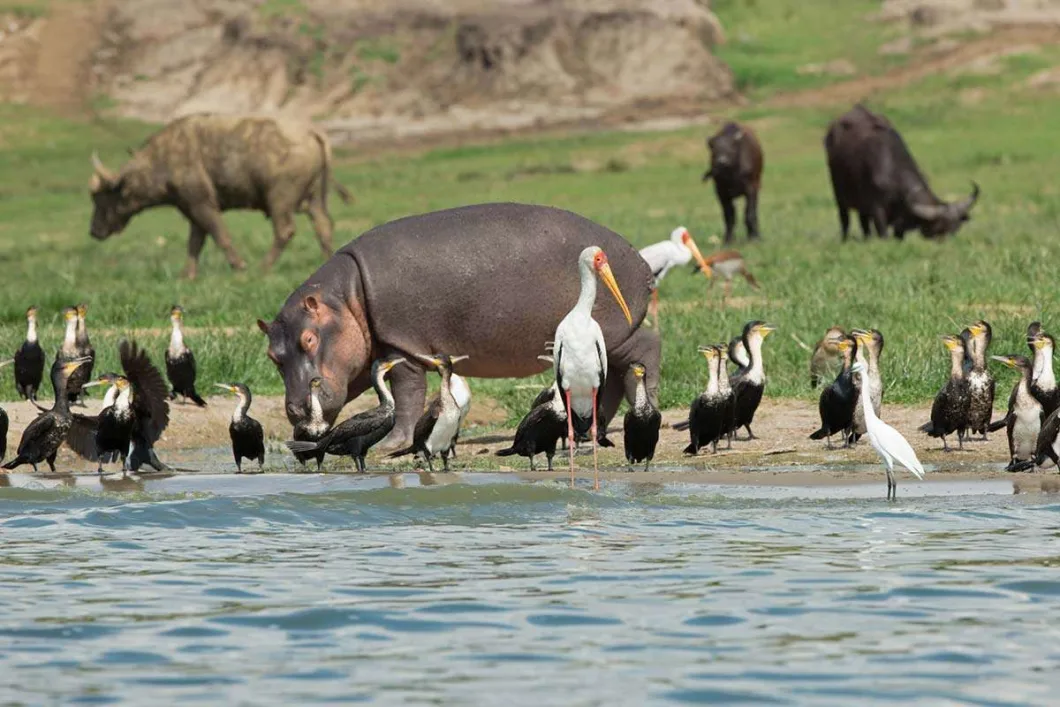The Kazinga Channel boat cruise is one of Uganda’s most rewarding