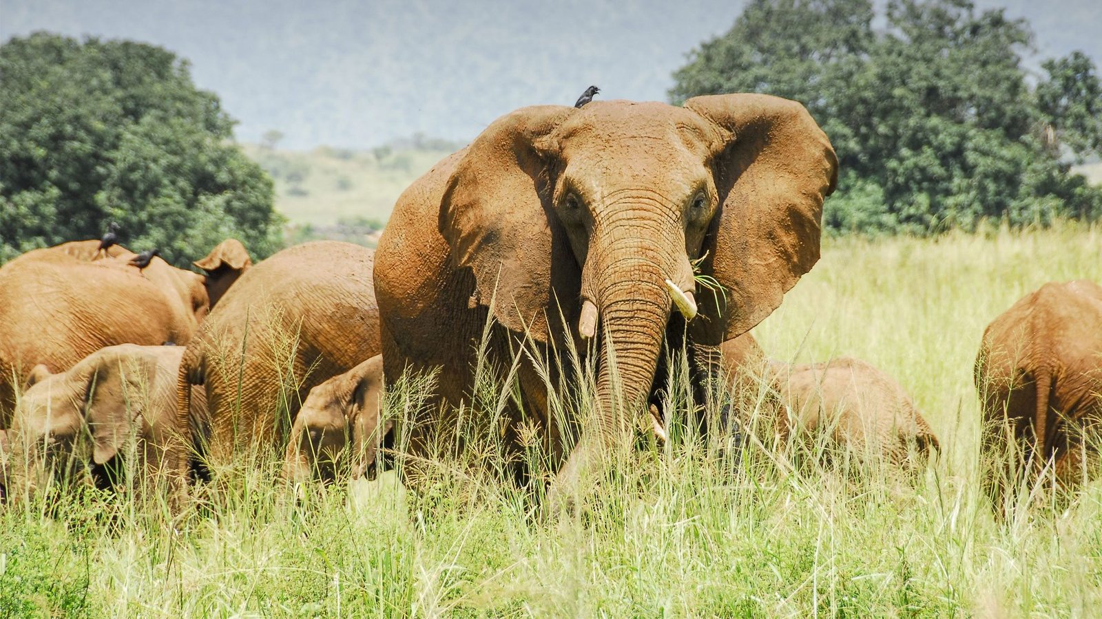 Kidepo's wildlife diversity is remarkable considering its semi-arid environment. Large mammals include African elephants, Cape buffaloes, giraffes, zebras, Jackson's hartebeests, elands, waterbucks, oribis and warthogs. Predators include