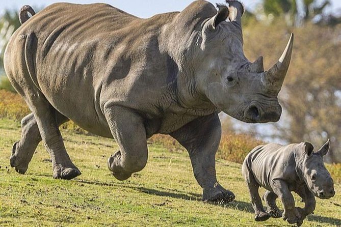 Ziwa Rhino Sanctuary is one of the most popular additions to a road safari between Kampala or Entebbe and Murchison Falls National Park. The sanctuary provides travelers with an opportunity to