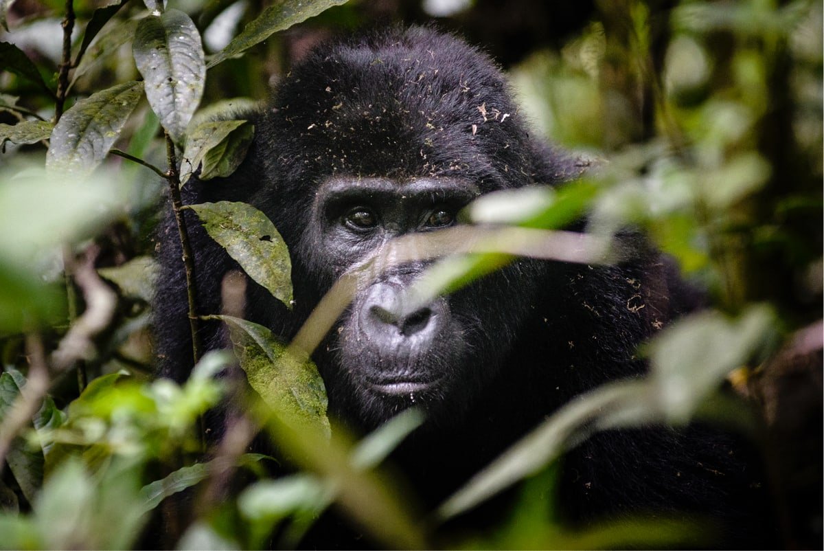 Antelope Travel Uganda Africa Gorilla Safari