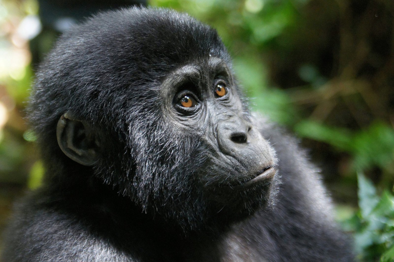 Why Budget Gorilla Trekking in Uganda Is Still a Premium Wildlife Experience