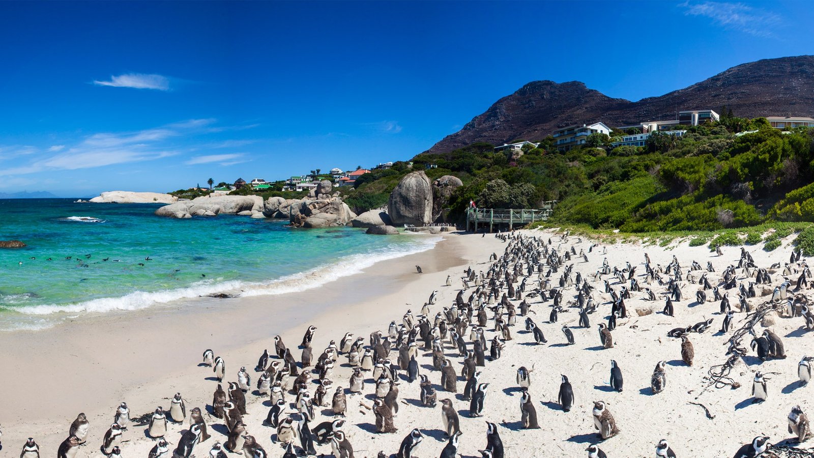 Family safari tour experience with scenic Cape Point adventure