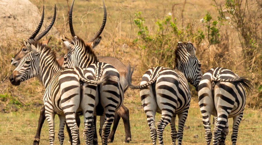 Lake Mburo National Park adds