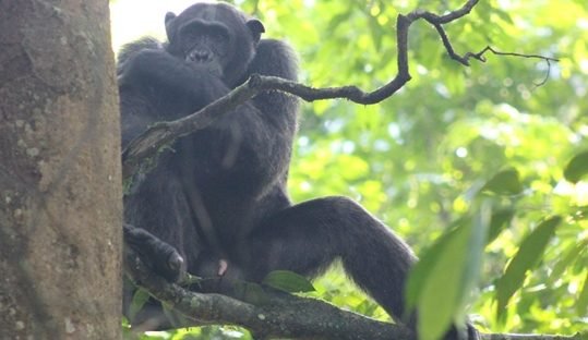 Chimpanzee in Budongo Forest