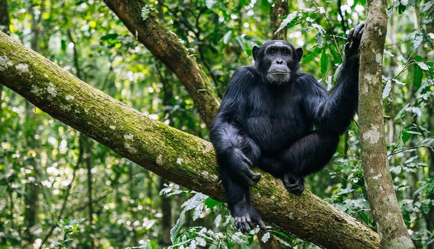 Filming in Kibale Chimpanzee Project