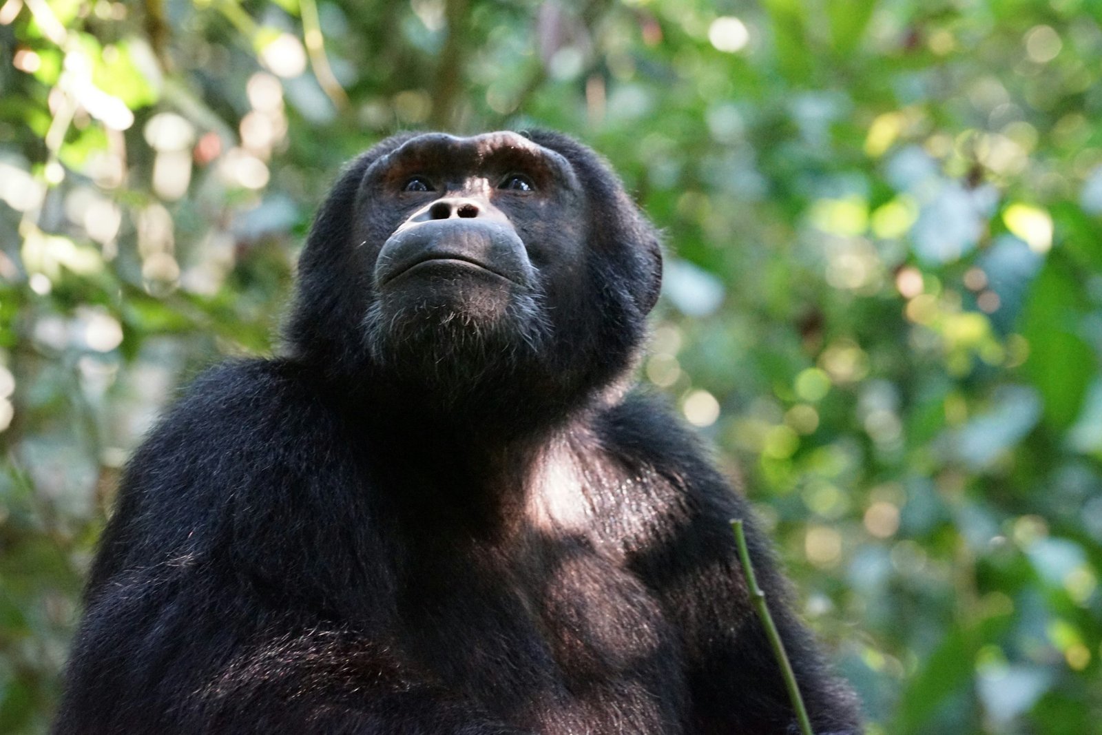 The greater Murchison Falls region also gives travelers
