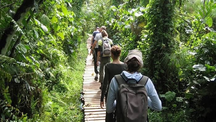 Kibale Forest Hiking Experience