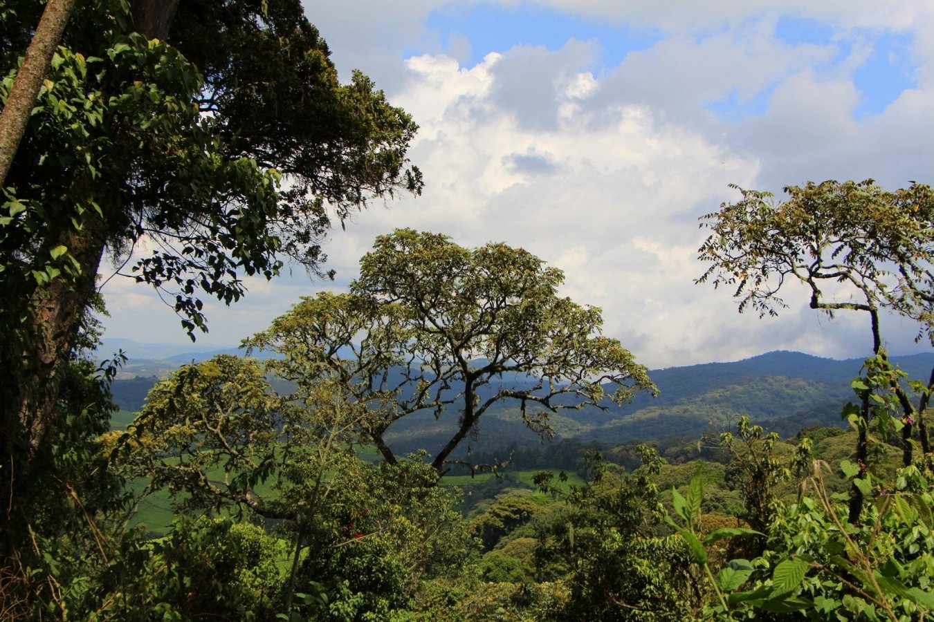 Kibira National Park Burundi