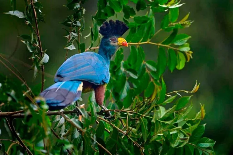 Kibira National Park Wildlife
