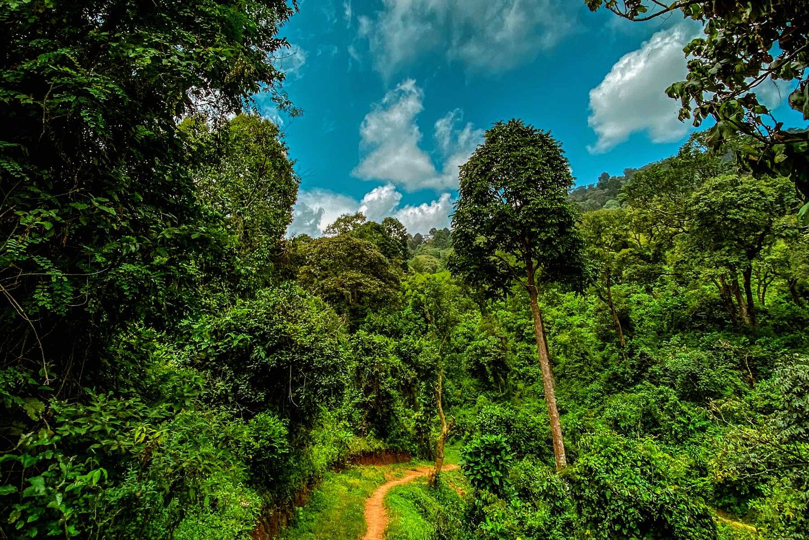 Kibira National Park Forest