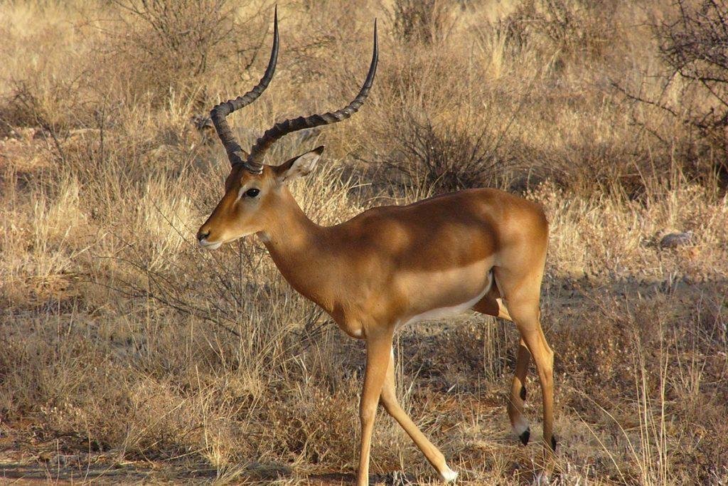 Rusizi National Park Wildlife