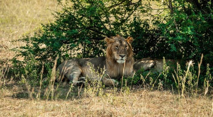Uganda Gorilla Safari Package