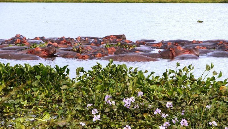 Rusizi National Park Burundi