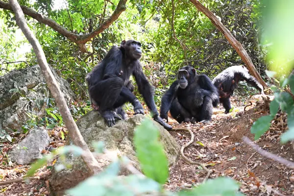 Wildlife in Kibira National Park