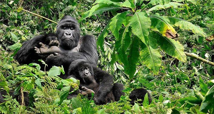 6 Days Luxury Uganda Safari