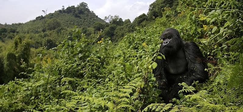 Altitude difference between Bwindi Forest Uganda and Volcanoes National Park Rwanda