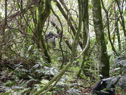 Bwindi Forest elevation range explained in Uganda