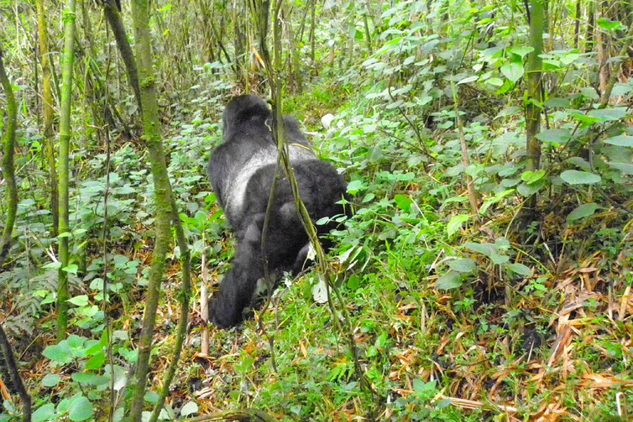 Bwindi Forest elevation and altitude range