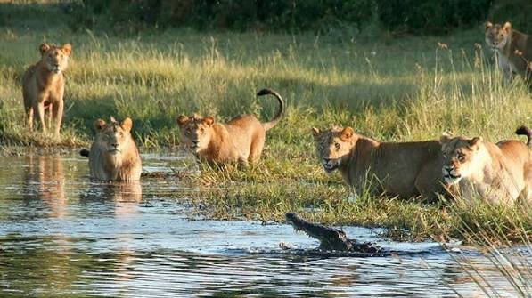 Botswana wilderness safari adventure