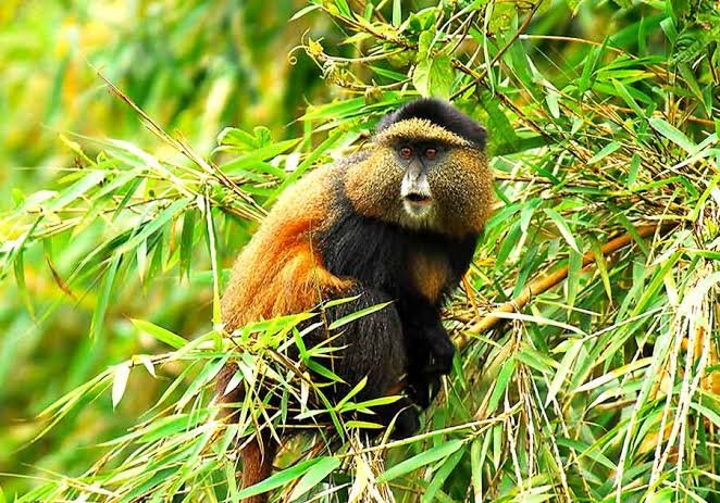 Exploring Volcanoes National Park Rwanda's Gorilla Paradise