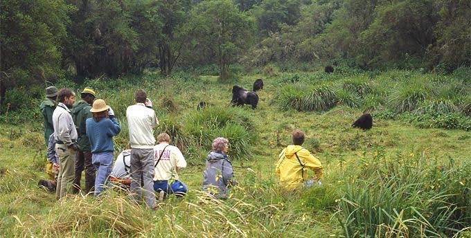 Gorilla trekking during a Christmas Family Holiday in Rwanda