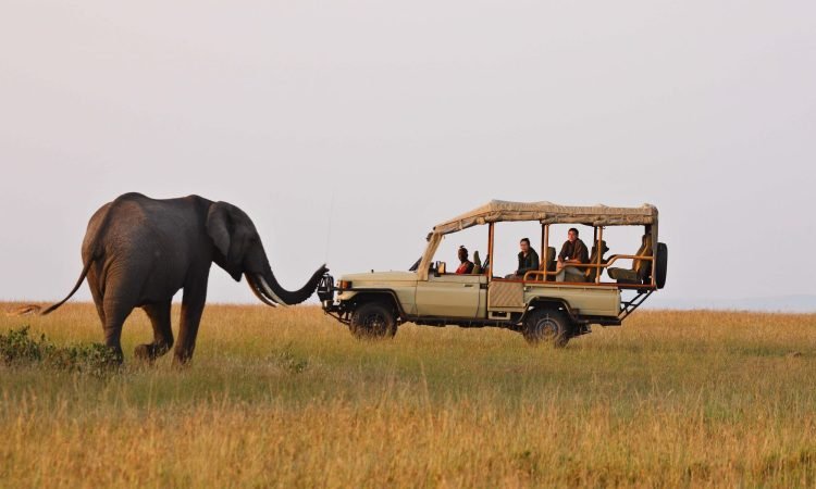 5 Days Masai Mara and Amboseli Group Joining Safari
