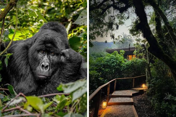 Gorilla Trekking at Gorilla Forest Lodge luxury Bwindi safari