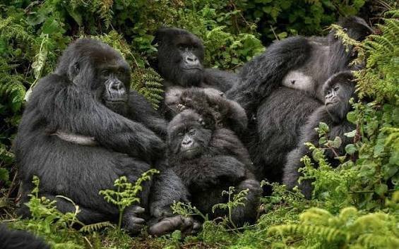Gorilla Habituation in Bwindi from Kigali safari lodge experience