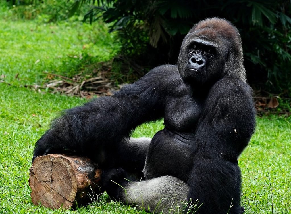 Luxury Double Gorilla Trekking Rwanda Experience