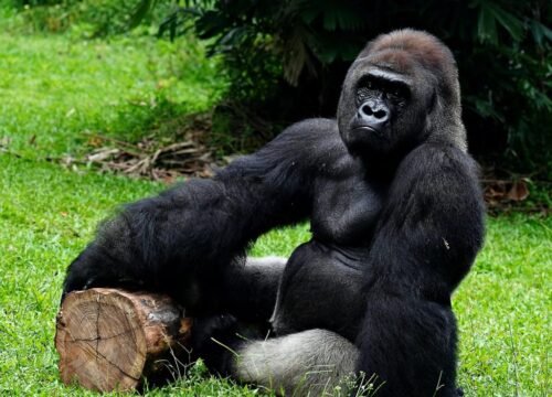 Patrice Evra in Rwanda for Gorilla Trekking and Kwita Izina 2026