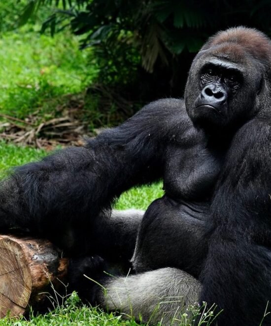 Patrice Evra in Rwanda for Gorilla Trekking and Kwita Izina 2026