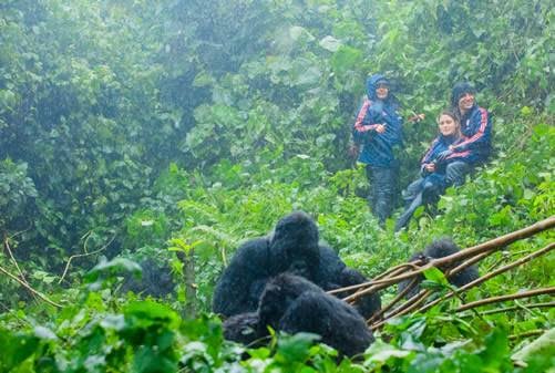 Luxury double gorilla trekking experience in Rwanda