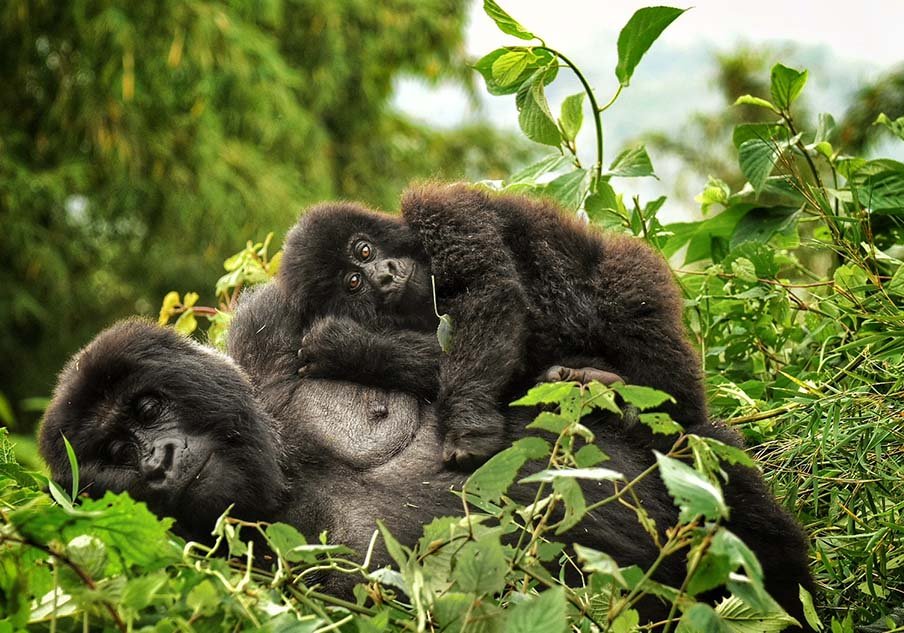 Luxury Double Gorilla Trekking Rwanda Safari