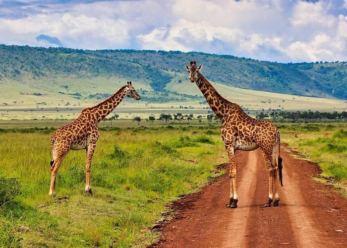 5 Days Masai Mara and Amboseli Group Joining Safari