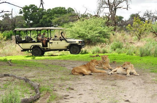 Moremi Game Reserve adventure safari experience