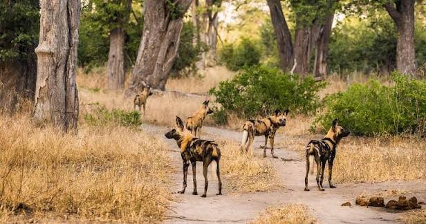 Moremi Game Reserve wildlife adventure in Botswana
