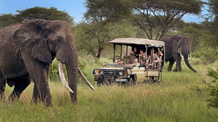 Tanzania safari experiences designed around every traveller