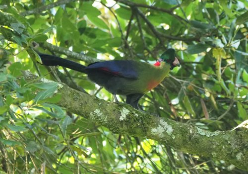 Wildlife and birds during Mount Sabyinyo hiking in Uganda